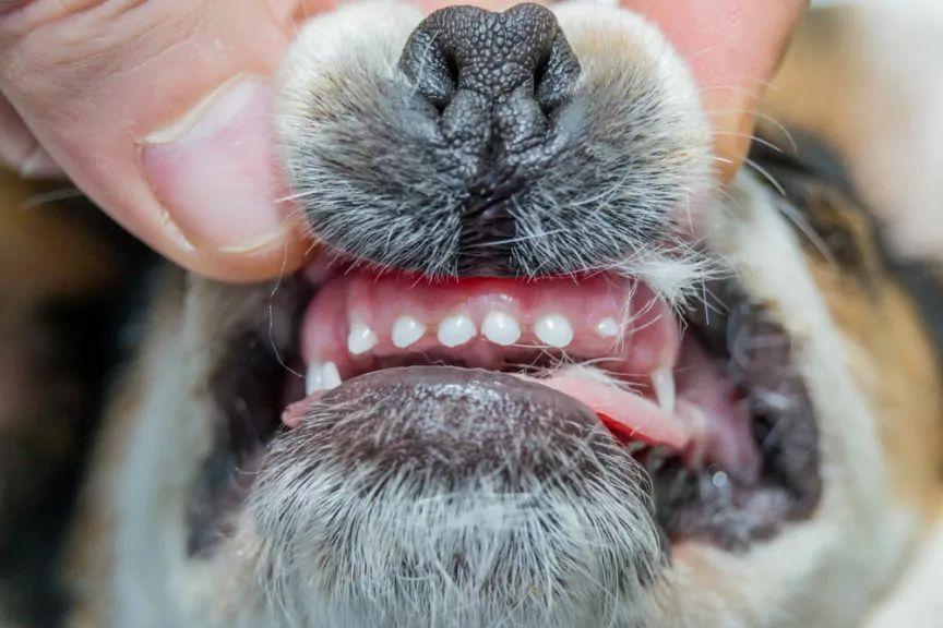 wymiana zębów u psa