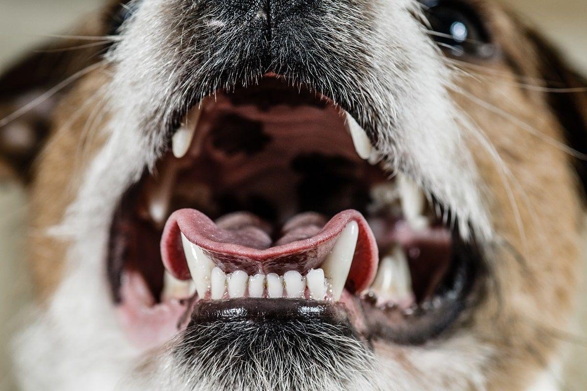 zęby u psa