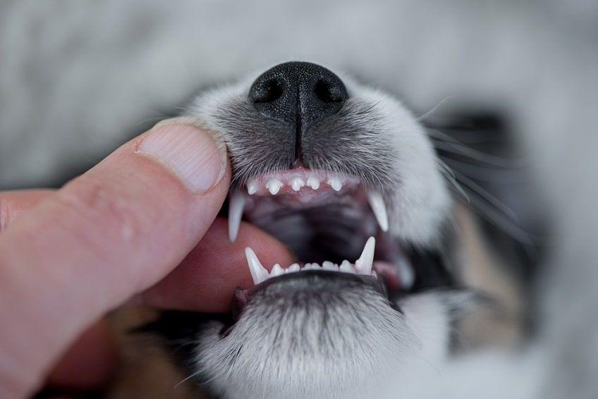 zęby u szczeniaka psa dorosłego-min.jpg