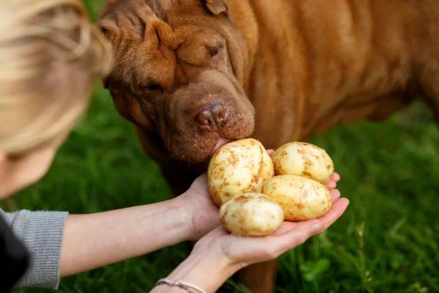 czy pies może jeść ziemniaki