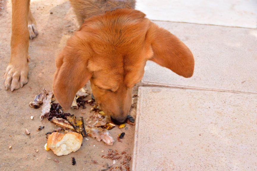 zjadanie nieczystości przez psa