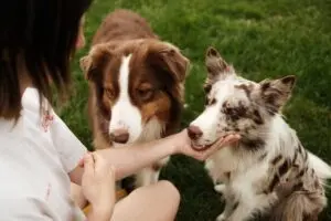 petsitter dla psa