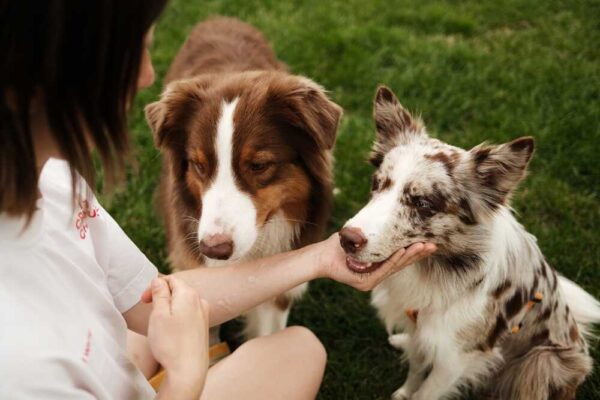 petsitter dla psa