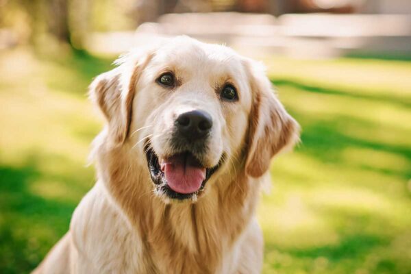 jaki jest golden retriever