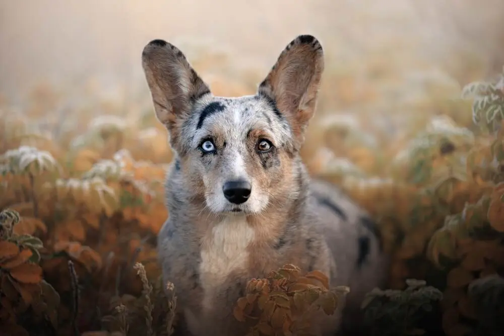 merle corgi z niebieskim okiem