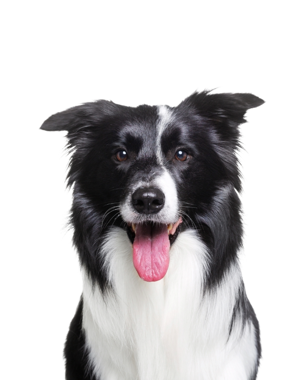 border collie