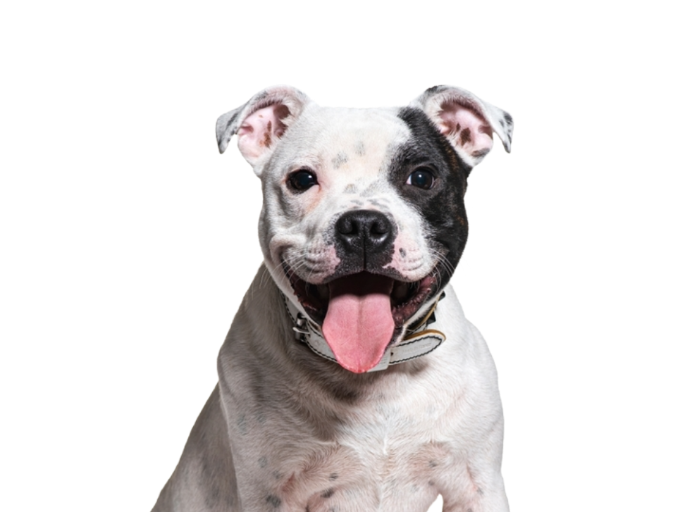 stafforshire bull terrier