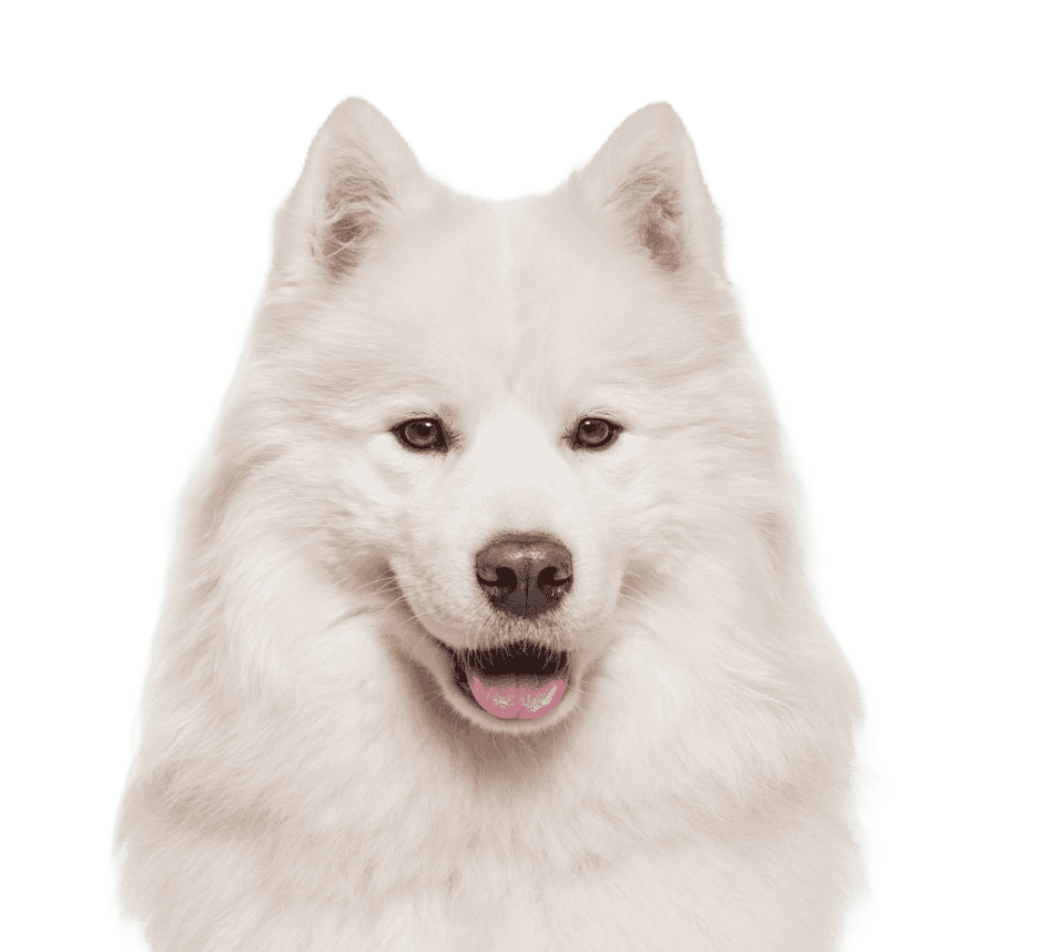samojed
