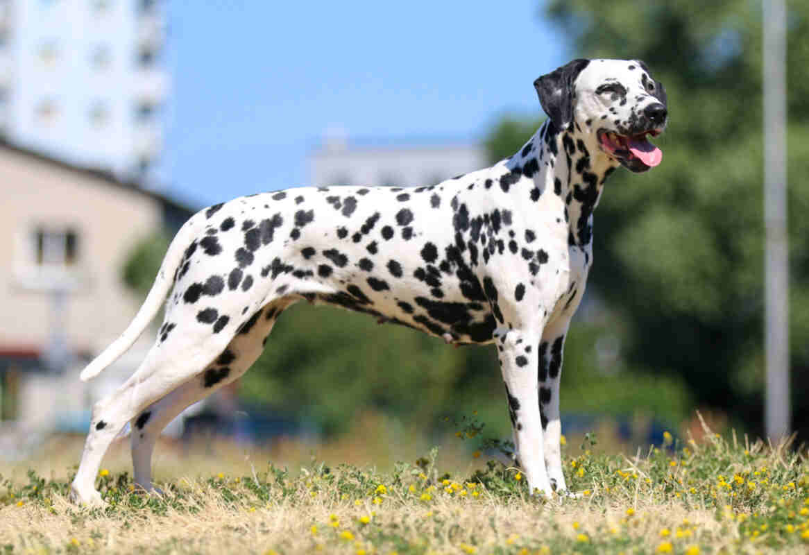 dalmatyńczyk rasa psa