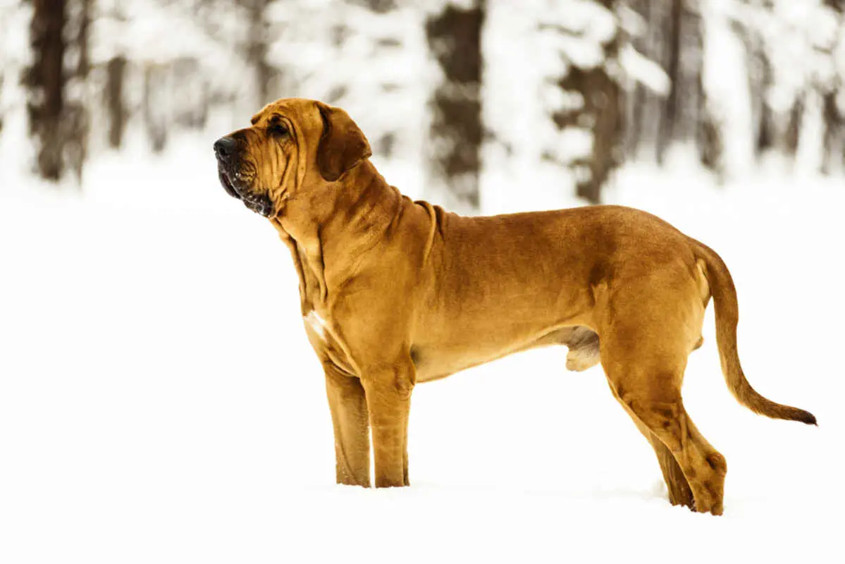 Fila brasileiro