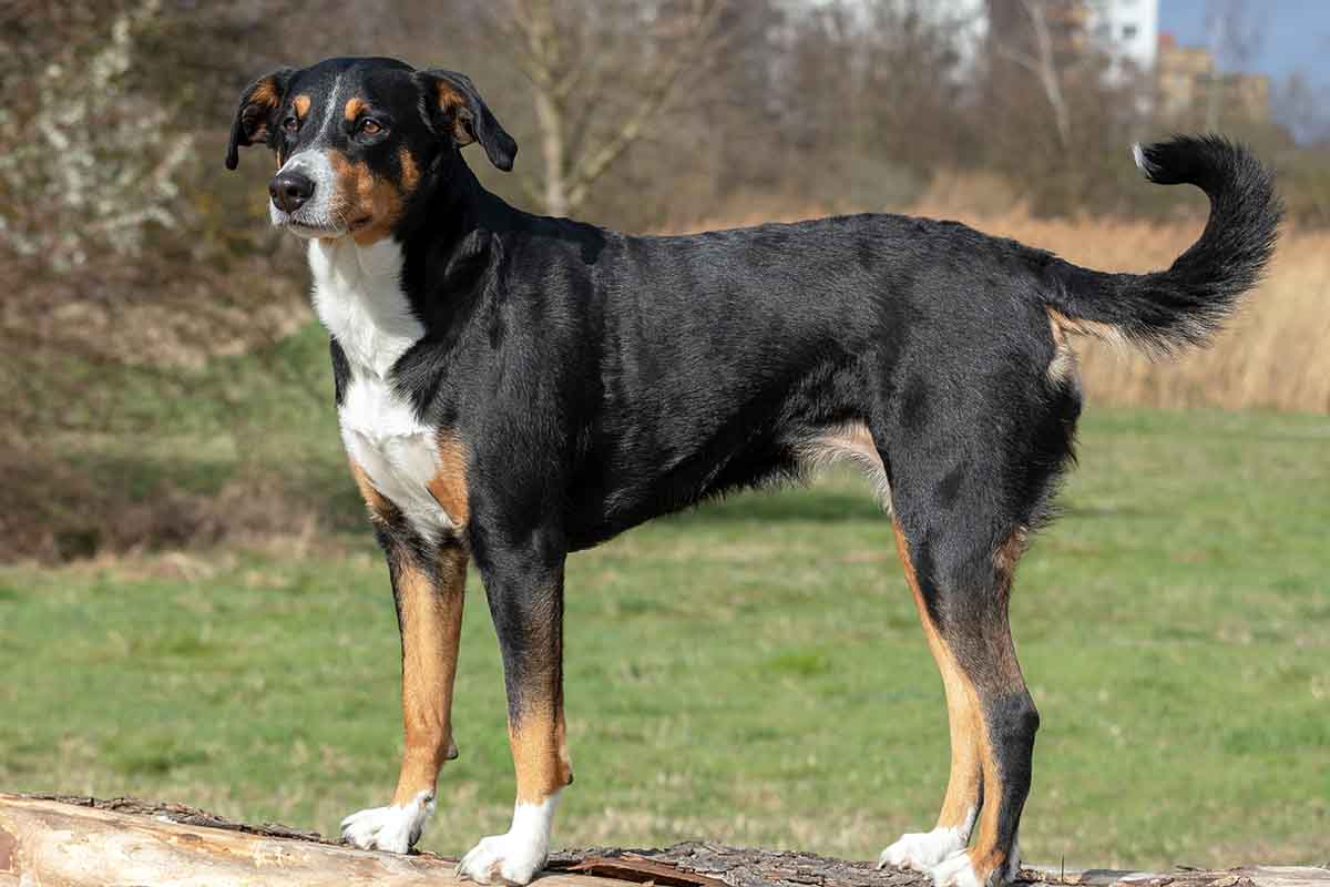 rasa psa appenzeller