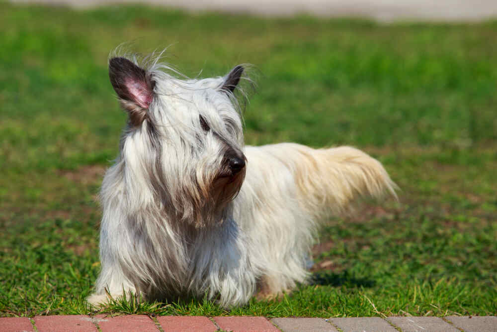 skye terrier
