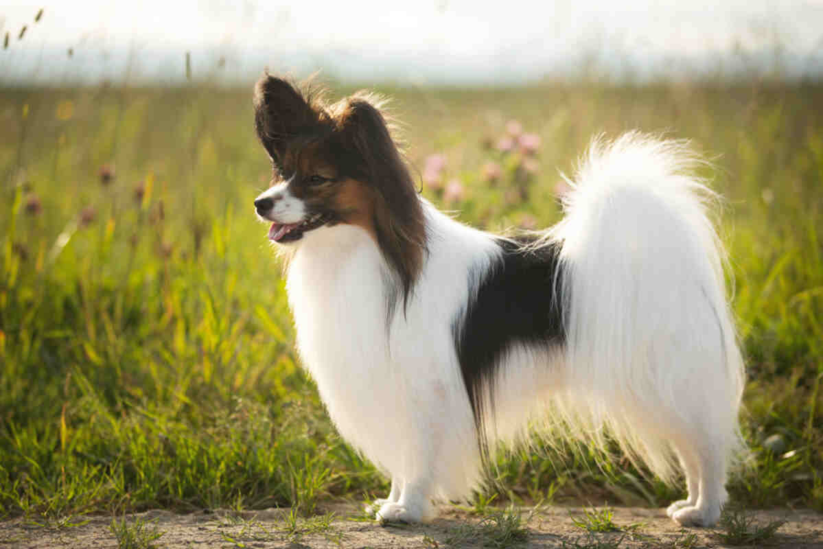 spaniel kontynentalny papillon phalene