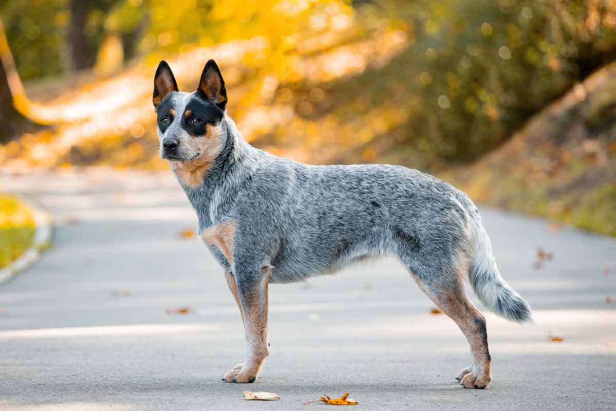 Australian cattle dog