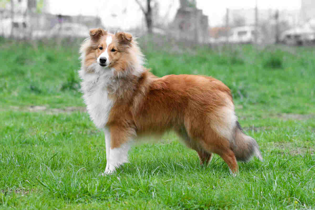 owczarek szetlandzki