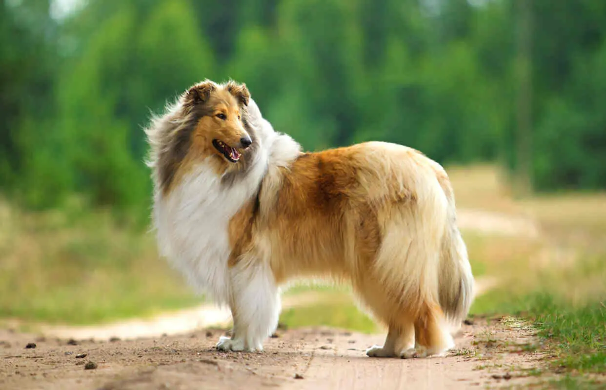 owczarek collie