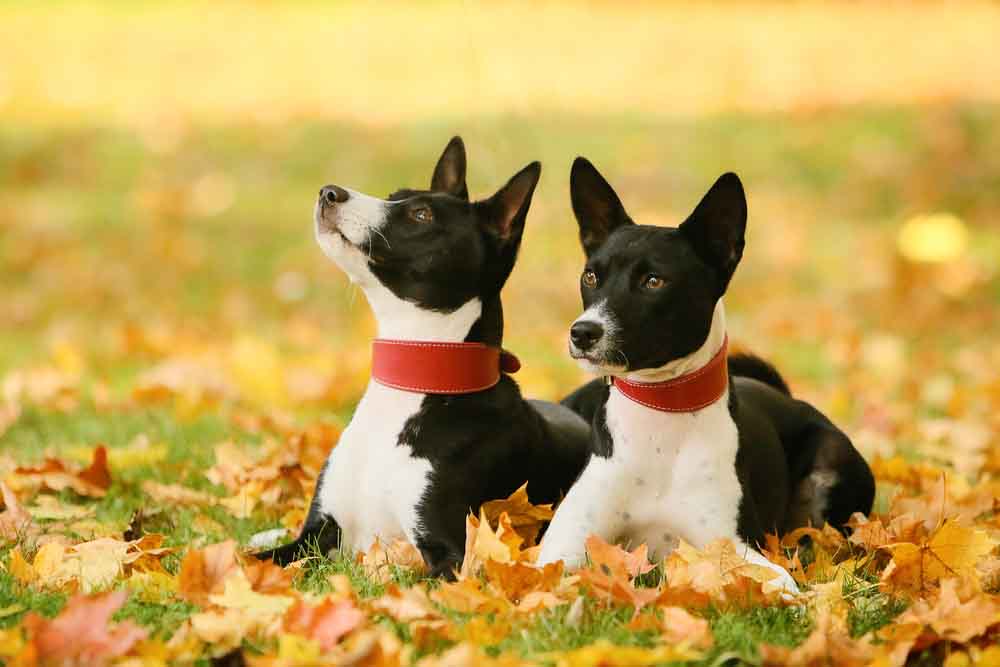czarne basenji