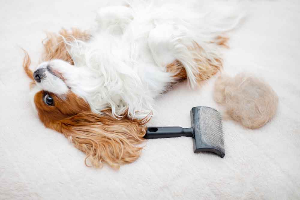 cavalier king charles spaniel pielęgnacja