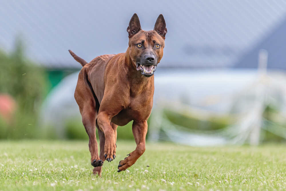 thai ridgeback