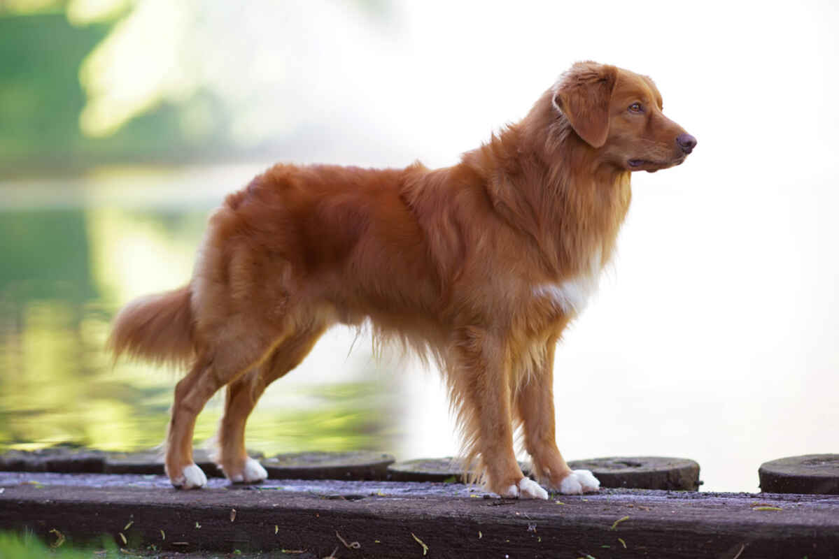 Nova scotia duck tolling retriever