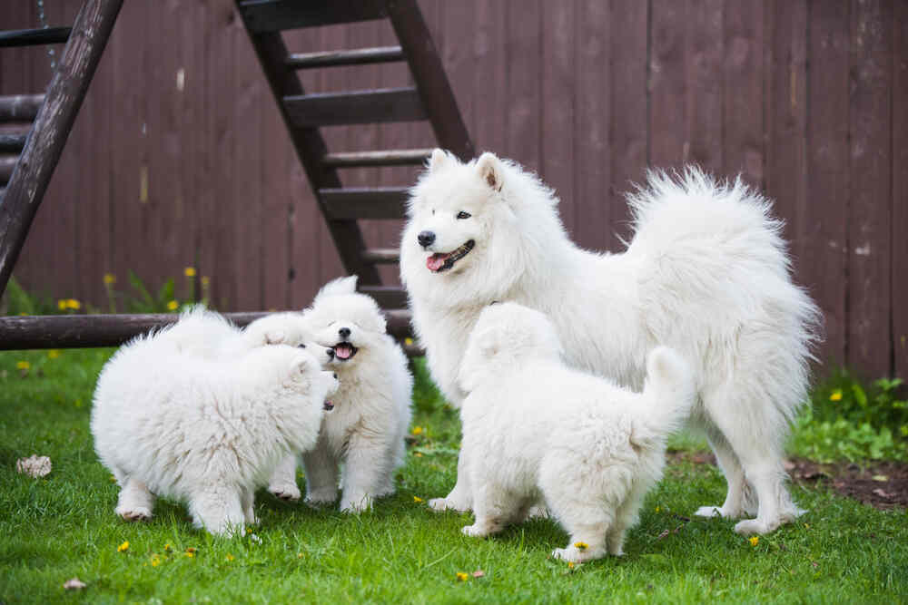 psy samojedy