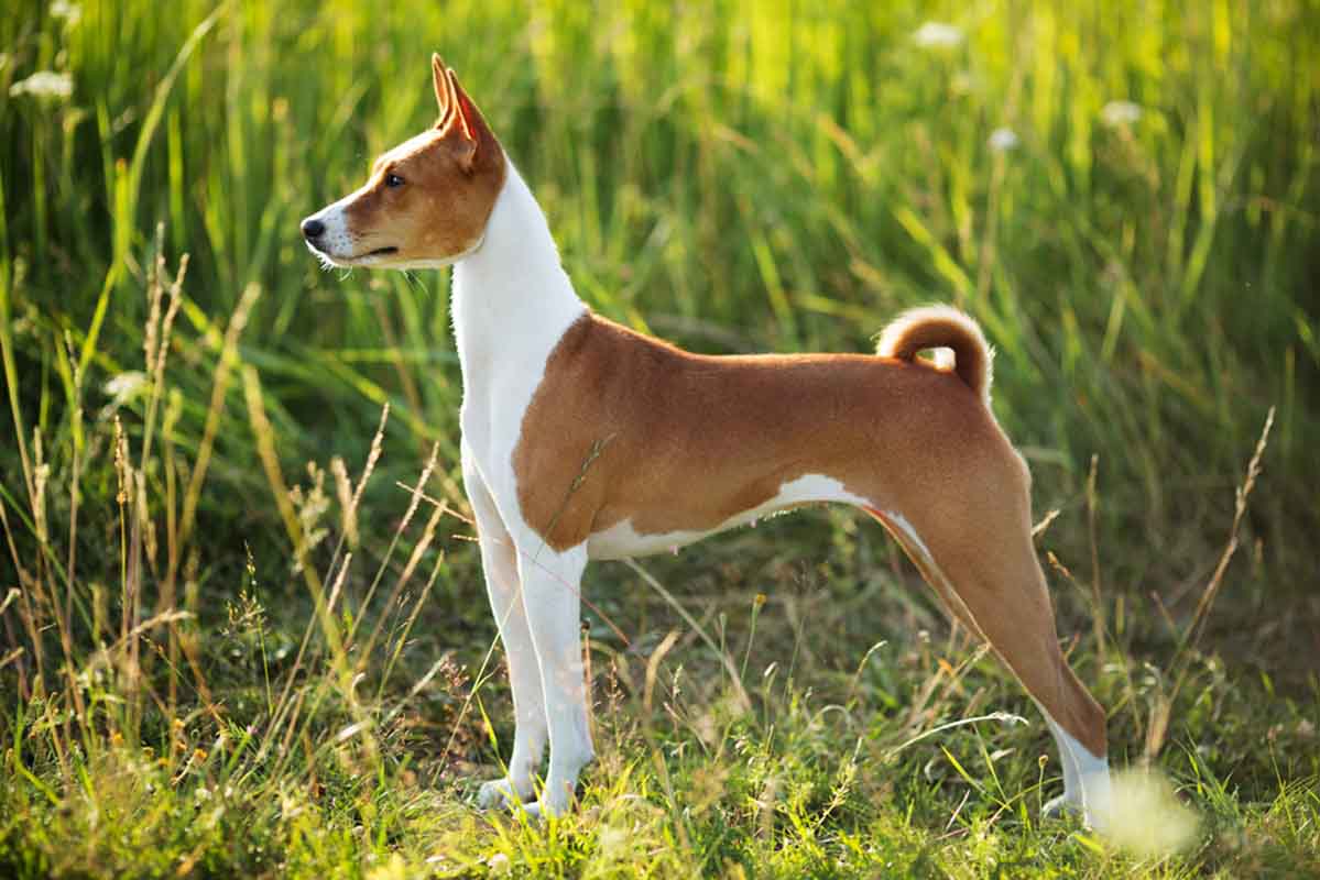 basenji rasa psa