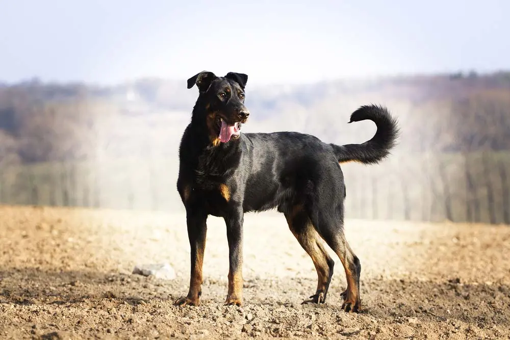 beauceron