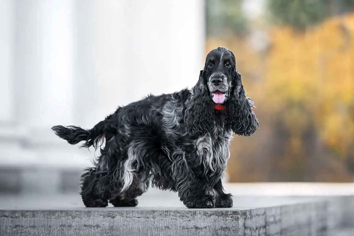 angielski cocker spaniel