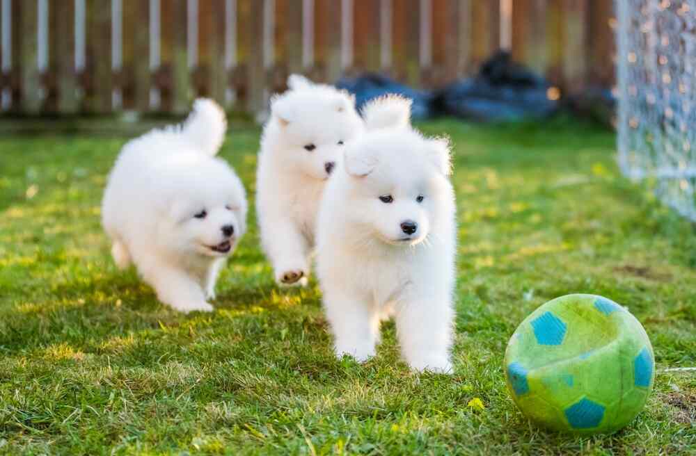 samoyed szczeniaki