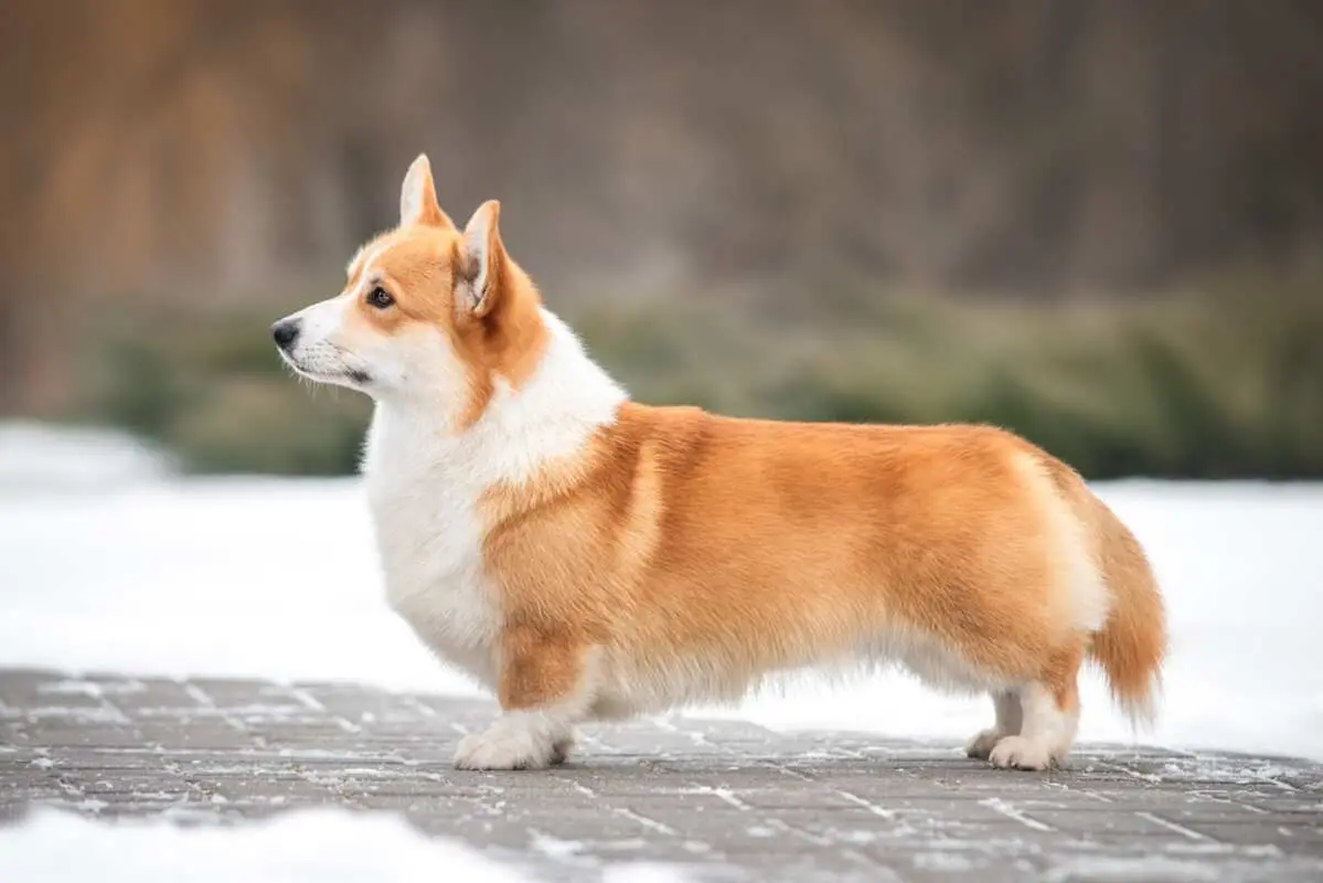 corgi