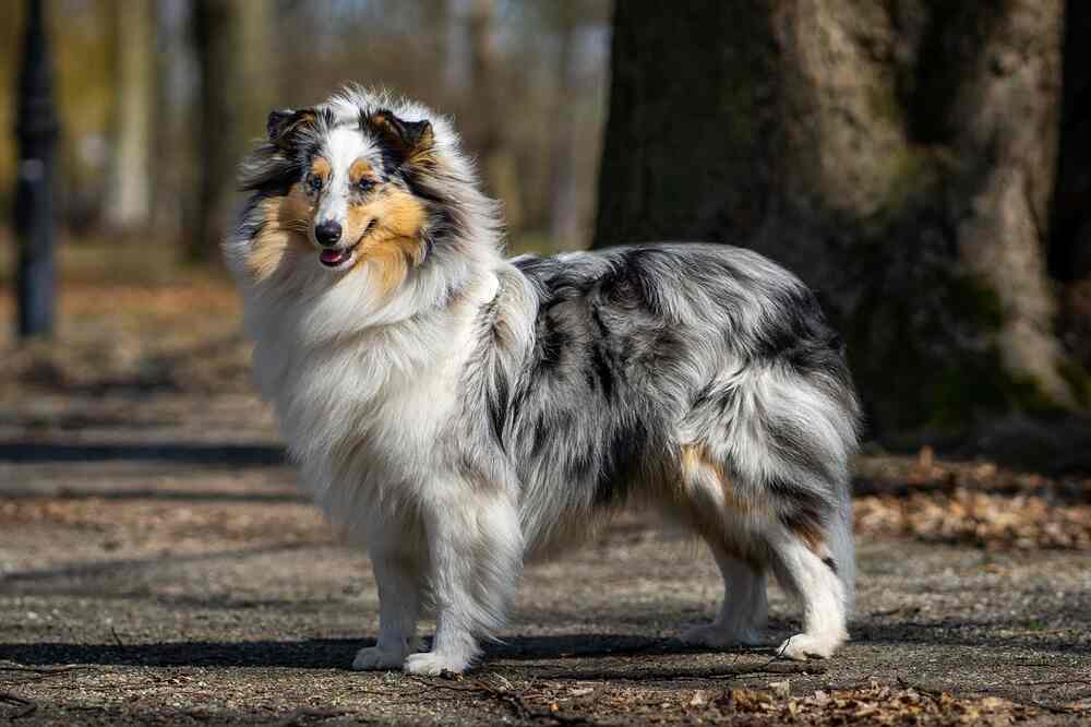 sheltie wygląd