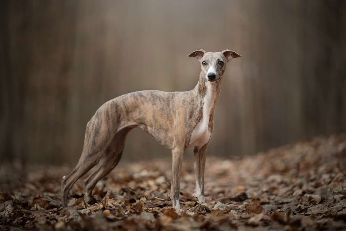 whippet rasa psa