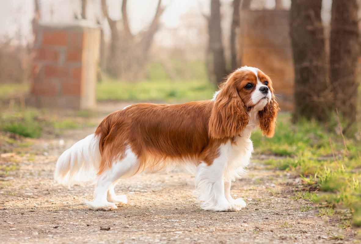 cavalier king charles spaniel