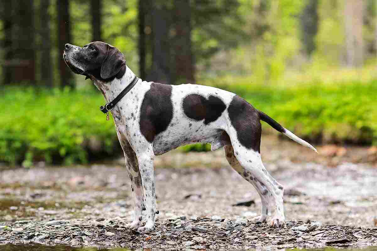 pointer angielski
