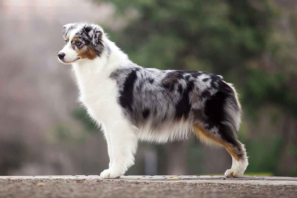 owczarek australijski aussie