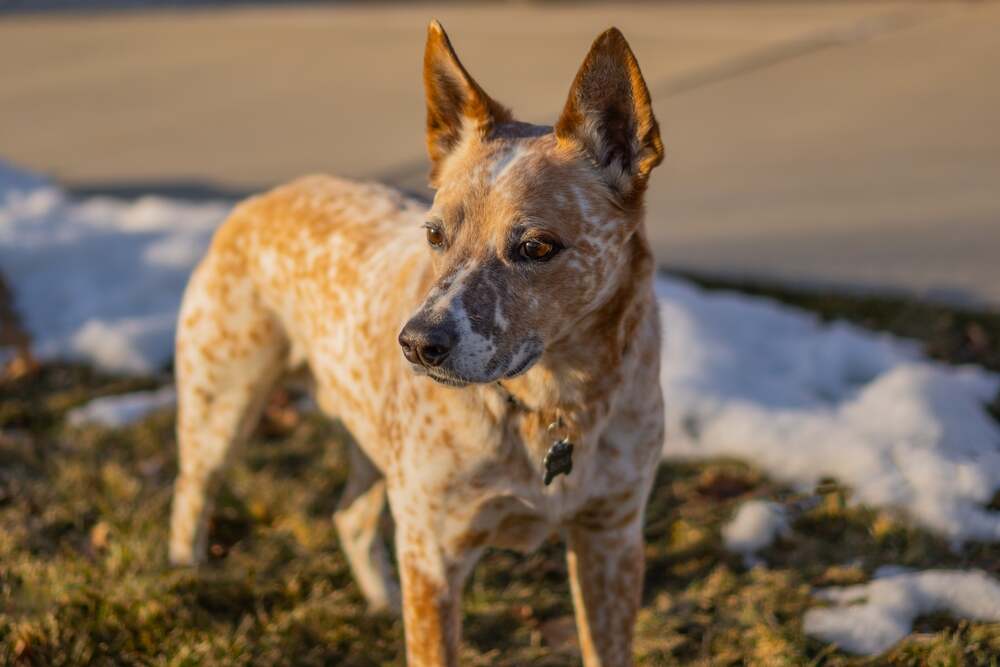 australian stumpy tail cattle dog