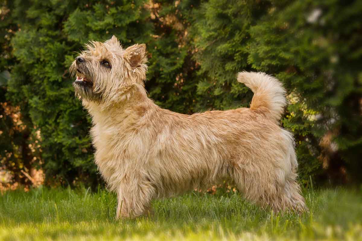 Cairn,Terrie