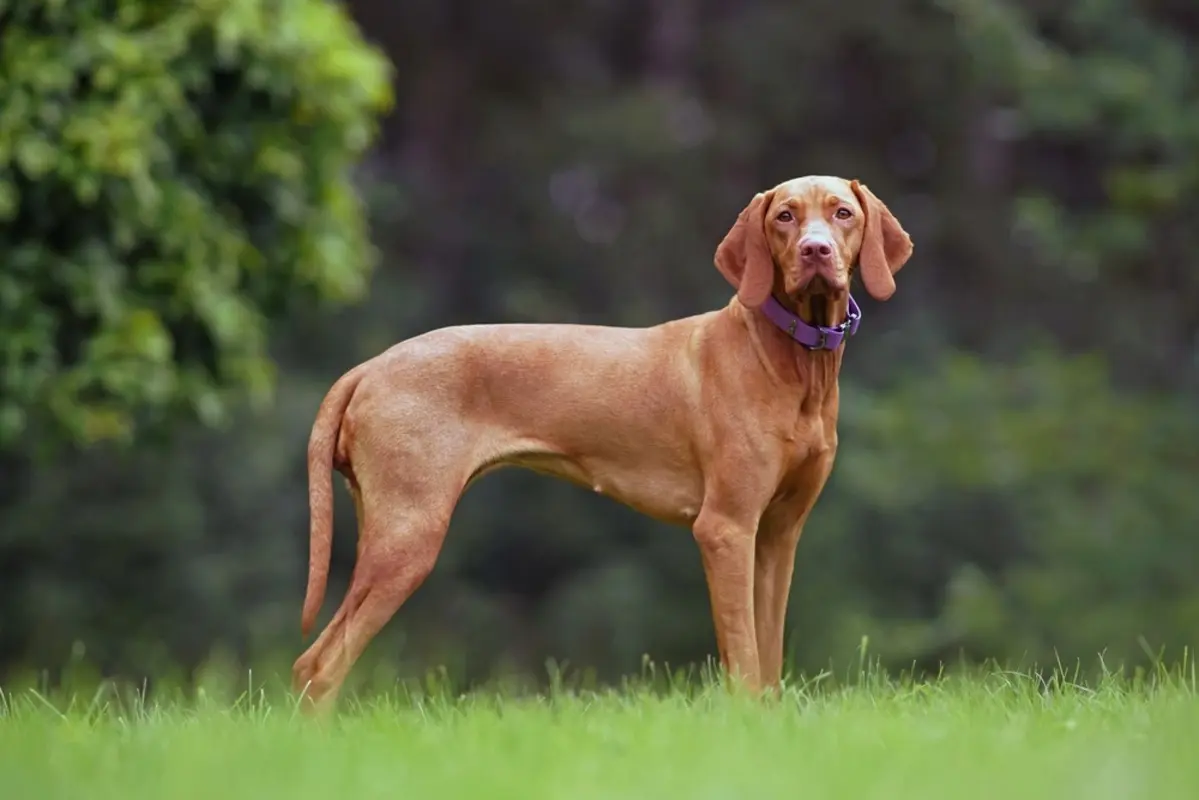 vizsla