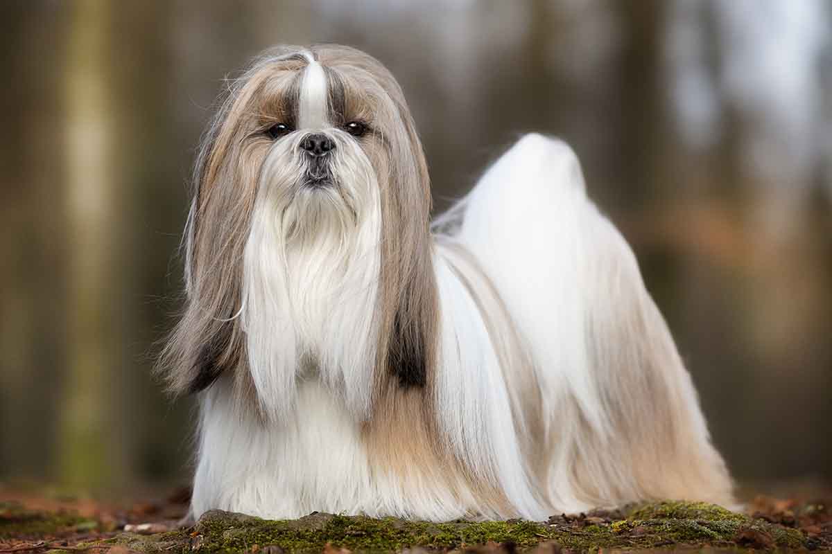 shih tzu
