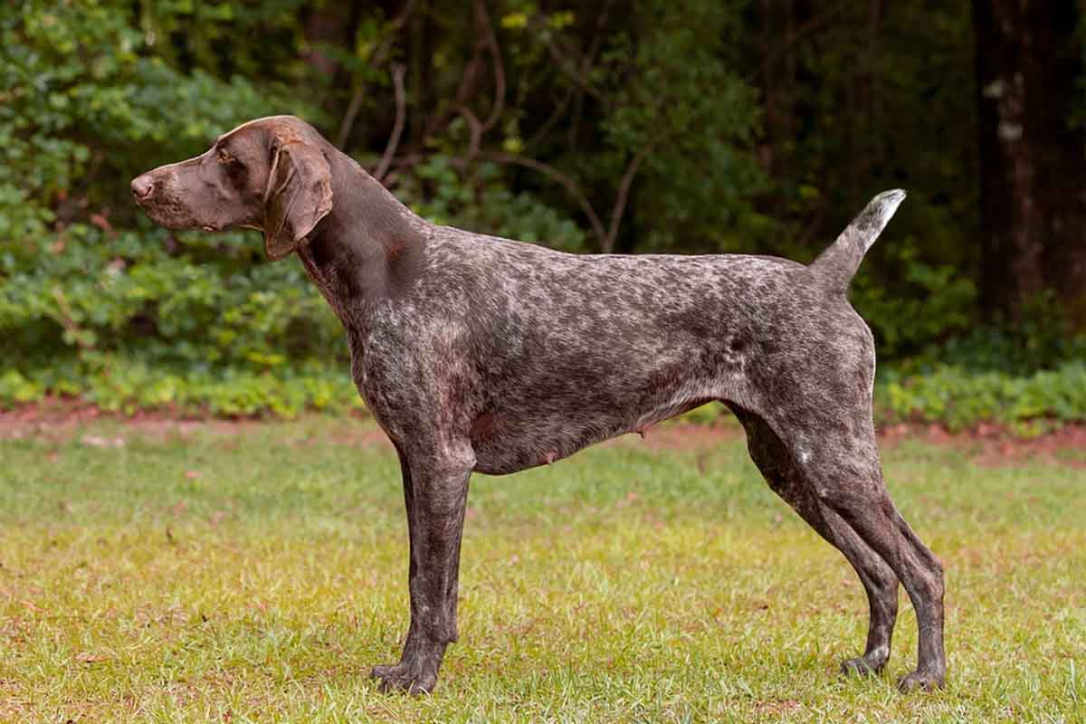 wyżeł niemiecki krótkowłosy