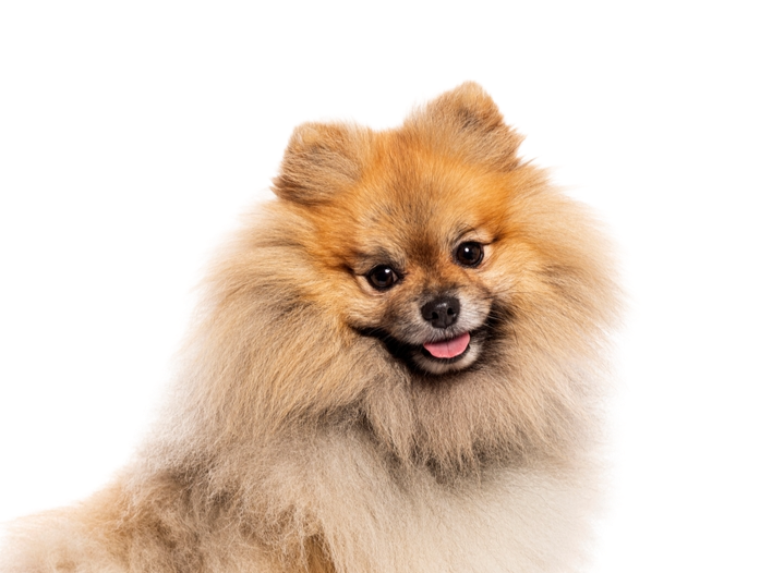 szpic miniaturowy pomeranian