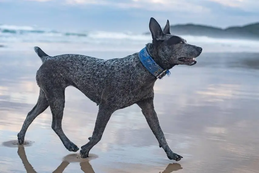 australian stumpy tail cattle dog