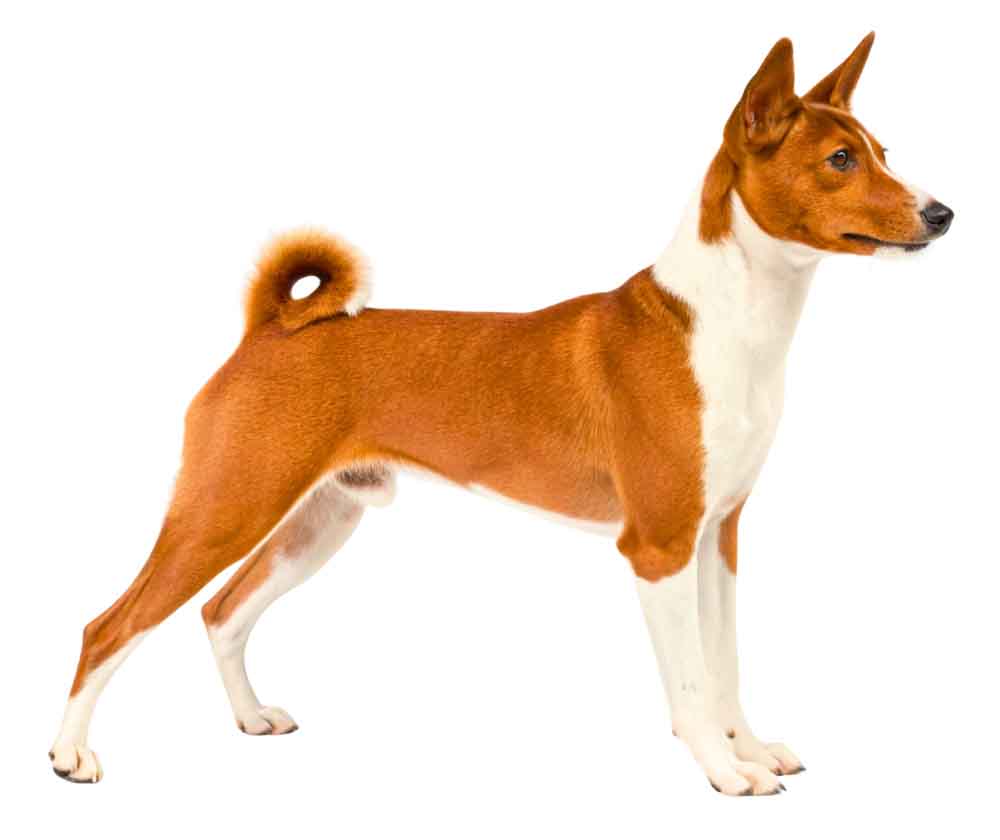 wzorzec basenji