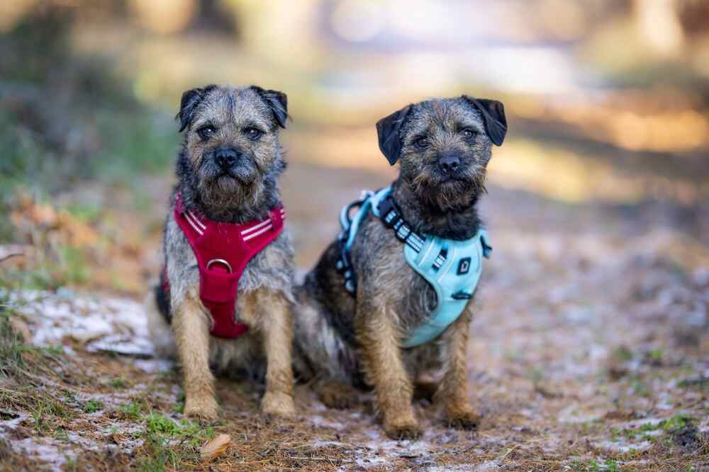 border terrier