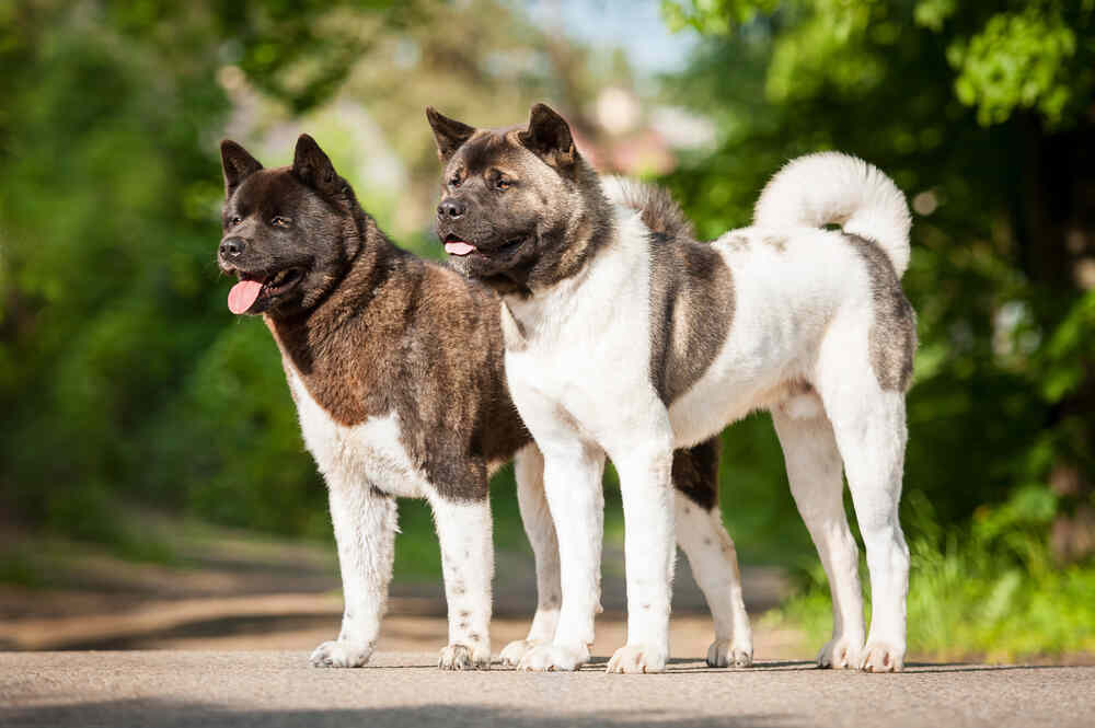 akity amerykańskie