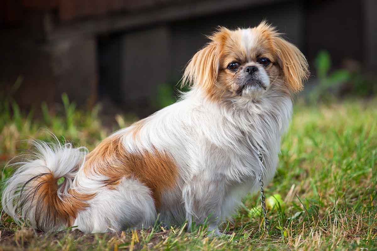rasa psa pekińczyk