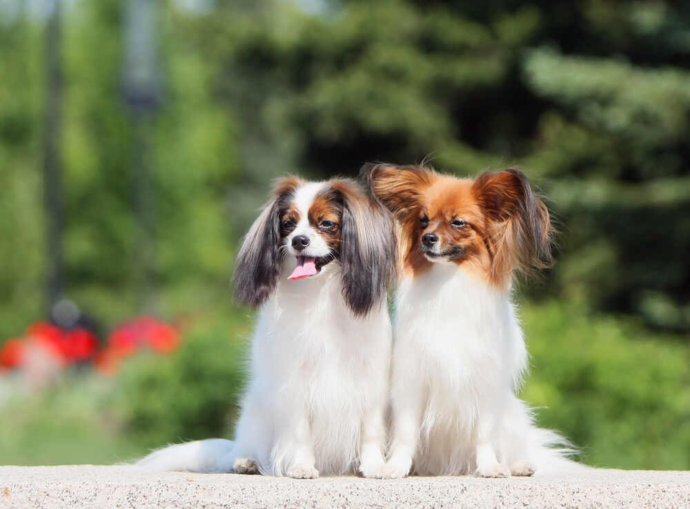 papillon phalene