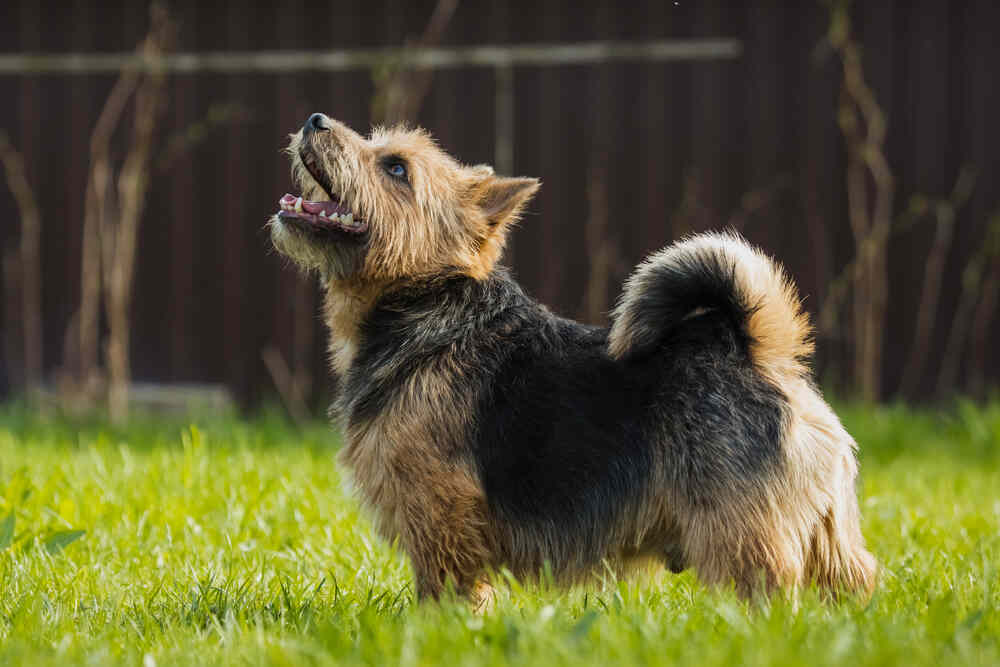 norwich terrier