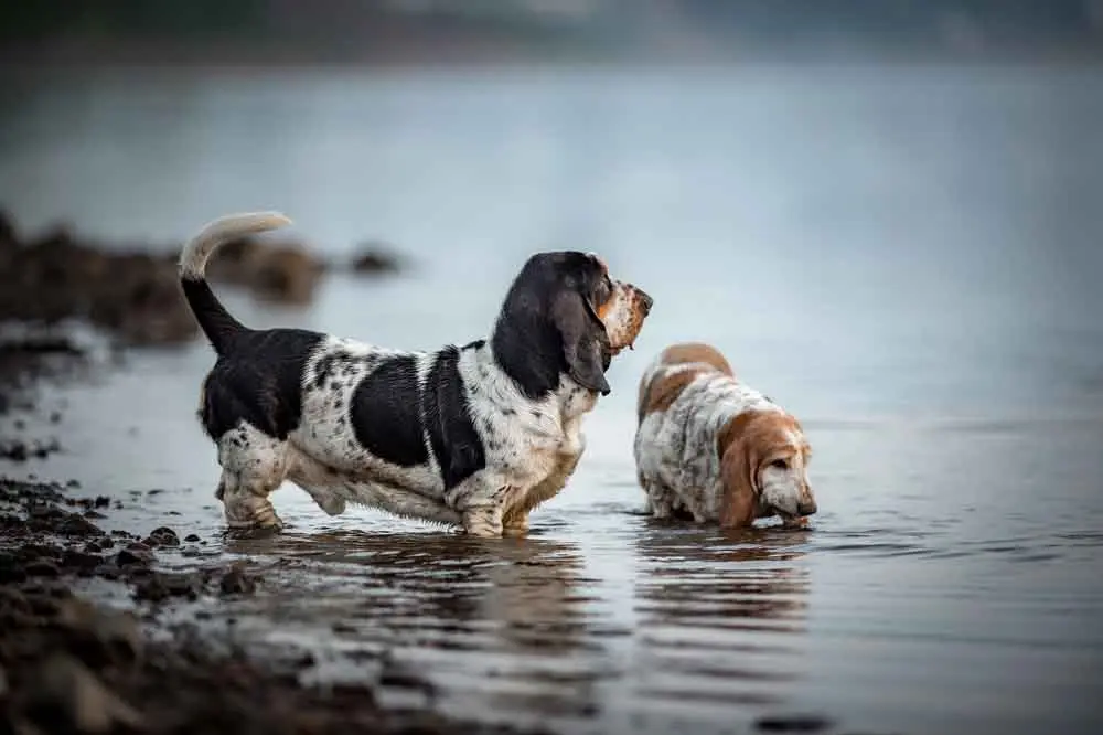 basset