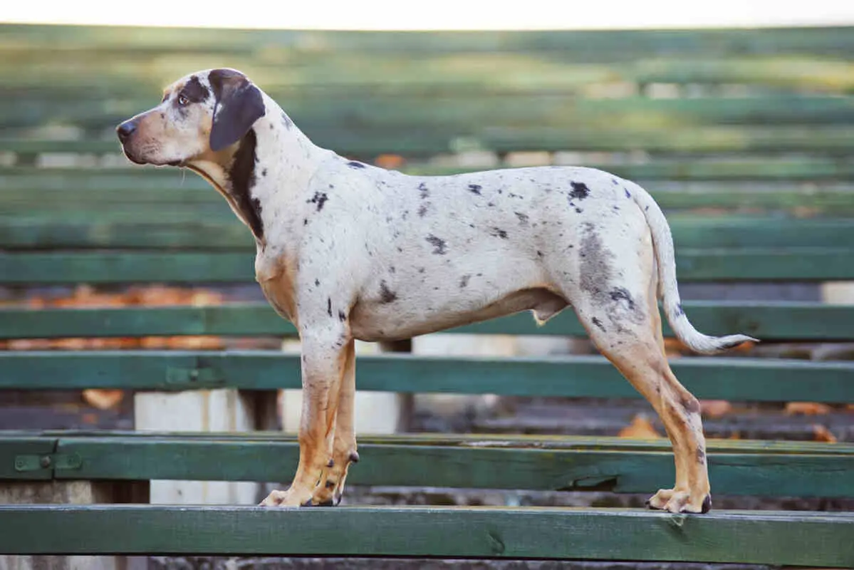 leopard dog